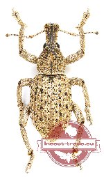 Curculionidae sp. 81