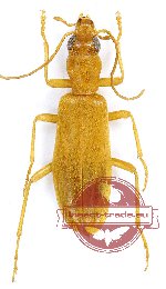Oedemeridae sp. 7