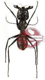 Camponotus gigas (6 males, 2 females)