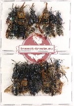 Scientific lot no. 177 Hymenoptera (29 pcs A, A-, A2)