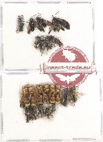 Scientific lot no. 181 Hymenoptera (22 pcs)