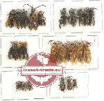 Scientific lot no. 225 Hymenoptera (25 pcs - 2 pcs A2)