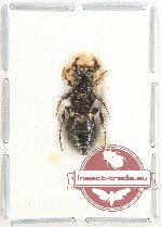 Scientific lot no. 175 Hymenoptera (1 pc)