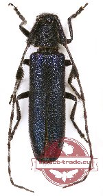 Agapanthia amurensis