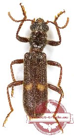 Cleridae sp. 32 (A-)