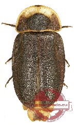 Lampyridae sp. 5