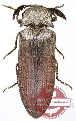 Elateridae sp. 30A
