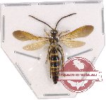 Scoliidae sp. 38