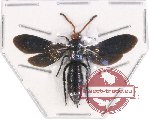 Scoliidae sp. 36 (5 pcs)