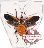 Pyrrhocoridae sp. 1 (spread)