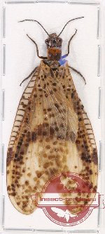 Corydalidae sp. 10
