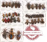 Scientific lot no. 537 Heteroptera (42 pcs)