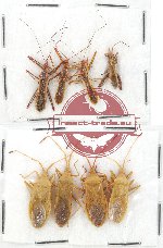 Scientific lot no. 503 Heteroptera (8 pcs)