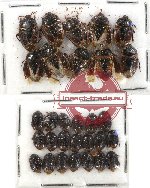 Scientific lot no. 496 Heteroptera (Cydnidae) (30 pcs)