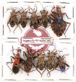 Scientific lot no. 541 Heteroptera (10 pcs)