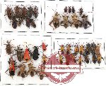 Scientific lot no. 512 Heteroptera (41 pcs)