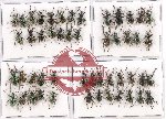 Scientific lot no. 391 Curculionidae (50 pcs A-, A2)