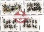 Scientific lot no. 388 Curculionidae (37 pcs A-, A2)