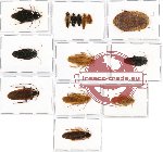 Scientific lot no. 1CC Blattodea sp. mix (14 pcs - 3 pcs A2)