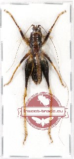 Scientific lot no. 20 Orthoptera (1 pc A2)