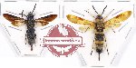 Scientific lot no. 211 Hymenoptera (2 pcs A2)