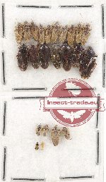 Scientific lot no. 520 Heteroptera (23 pcs)
