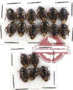 Scientific lot no. 485 Heteroptera (Cydnidae) (17 pcs)