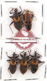 Scientific lot no. 471 Heteroptera (5 pcs)