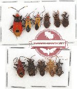 Scientific lot no. 533 Heteroptera (11 pcs)