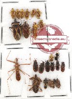Scientific lot no. 472 Heteroptera (24 pcs)