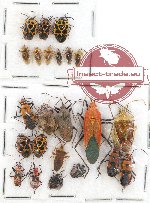 Scientific lot no. 473 Heteroptera (21 pcs)