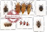Scientific lot no. 551 Heteroptera (13 pcs)