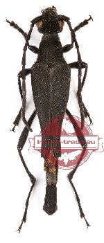 Laoleptura phupanensis (A2)