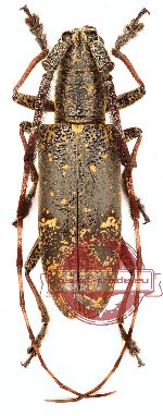 Pseudomacrochenus antennatus