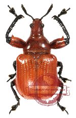 Attelabidae sp. 2 (3 pcs)