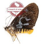 Longicella mollis mollis (A2)