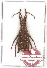 Aradidae - Chelonocoris sp. 1