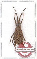 Aradidae - Chelonocoris sp. 1 (A2)