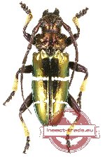 Sphingnotus mirabilis (new subspecies)