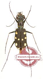 Thopeutica stenodera (A-)