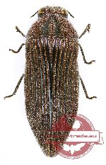 Acmaeodera (Paracmaeodera) albovillosa