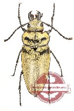 Trictenotoma sp. 2 (A2)