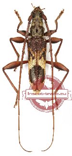 Cerambycidae sp. 51 (Coptocercus insulanus Jacquot, 2018) (A2)