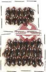 Scientific lot no. 47 Dytiscidae (30 pcs)
