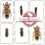 Scientific lot no. 104 Staphylinidae (6 pcs)