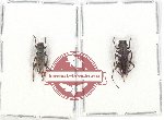 Scientific lot no. 84A Cerambycidae (2 pcs A2ú