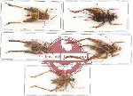 Scientific lot no. 21 Orthoptera (Gryllidae) (5 pcs A2)