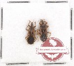 Scientific lot no. 569 Heteroptera (2 pcs)