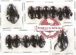 Scientific lot no. 40 Dytiscidae (13 pcs)