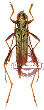 Acrocyrtidus simianshanensis ssp. reductus (A2)